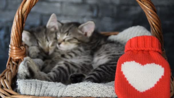 Δύο όμορφα γατάκια στον ύπνο σε ένα καλάθι λυγαριά — Αρχείο Βίντεο