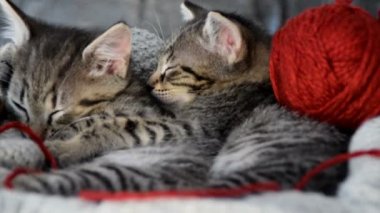 yün topuyla sarınmış yavru kedi
