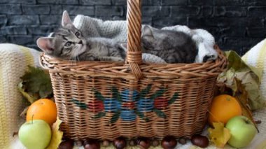 hasır sepet içinde yavru kedi 