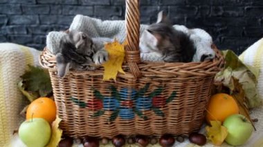 Hasır sepet içinde yapraklarla oynayan iki litle yavru kedi