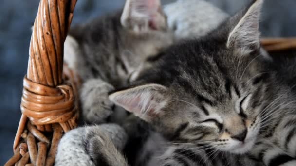 Twee schattige kittens slapen in een rieten mand — Stockvideo