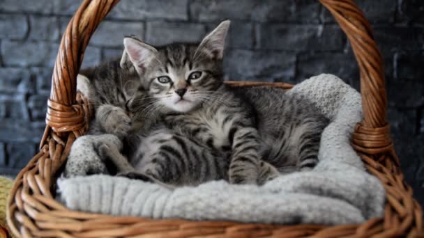 Два очаровательных котенка, спящих в плетеной корзине — стоковое видео