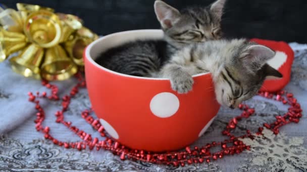 Sleepy kittens in the holiday atmosphere — Stock Video