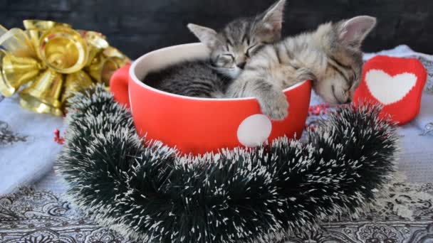 Gatitos durmiendo en una taza en el ambiente de vacaciones — Vídeos de Stock