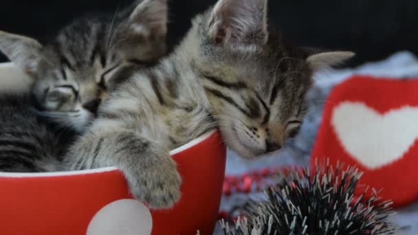 Gatitos soñolientos en una taza llena de amor — Vídeo de stock