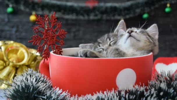 Kittens zijn slapen onder de New Year's versieringen — Stockvideo