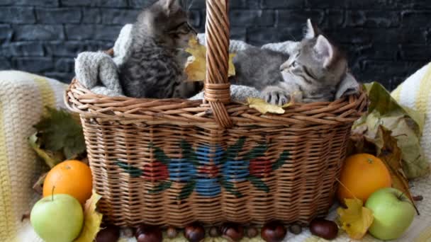 Dos gatitos jugando con hojas en una canasta de mimbre — Vídeo de stock