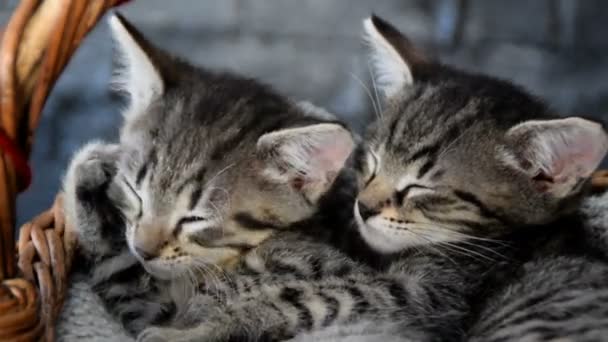 Dois gatinhos adoráveis dormindo em uma cesta de vime — Vídeo de Stock