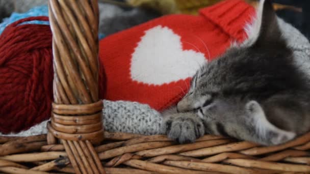 Niedliche Katze schläft in einem Weidenkorb — Stockvideo