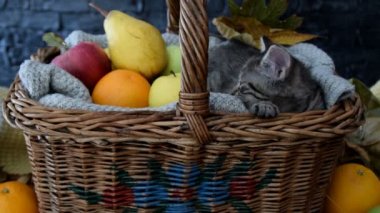 İle meyve sepeti de çok güzel uykulu kedi