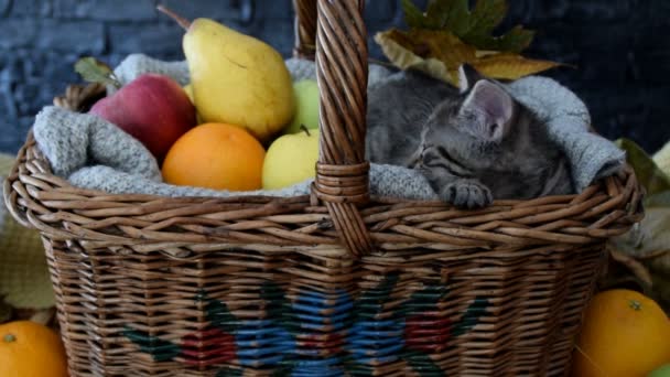 Очаровательный сонный котенок в корзине с фруктами — стоковое видео