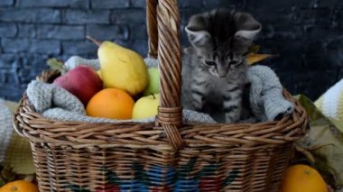 Hasır sepet meyve ile de kedi