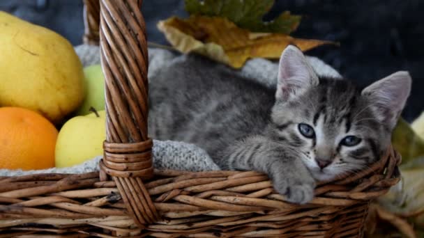 Sömnig kattunge i en korg med frukter — Stockvideo