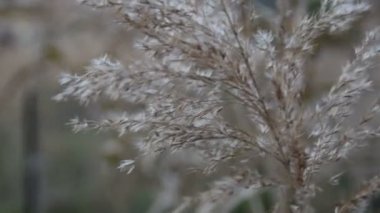 Bir rüzgar üzerinde kuru saz