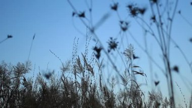 Alacakaranlık gökyüzü ve saz siluetleri