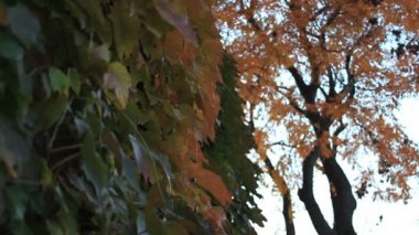 sonbahar renkli bitki örtüsü ile kaplı duvar 