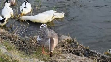 Nehir yaban ördekleri ve Afrika kazlar 