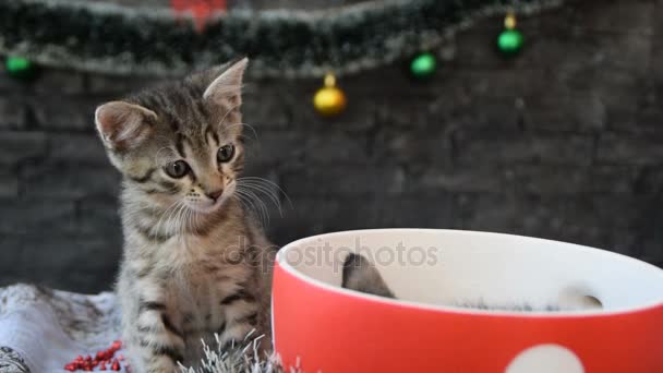 Sleepy kitty yawns and wakes another kitten — Stock Video