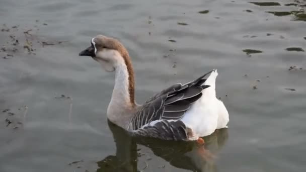 African goose standing still in the water — Stock Video