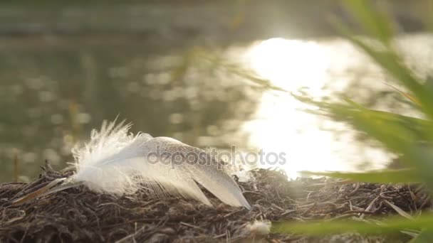 Feder wiegt sich im Flussufer bei Sonnenuntergang — Stockvideo