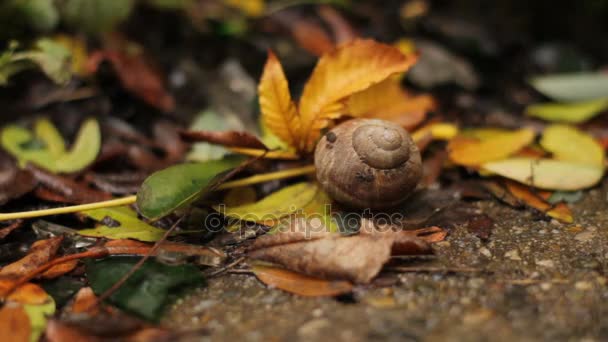 Las hojas caen al suelo sobre el caparazón del caracol — Vídeo de stock