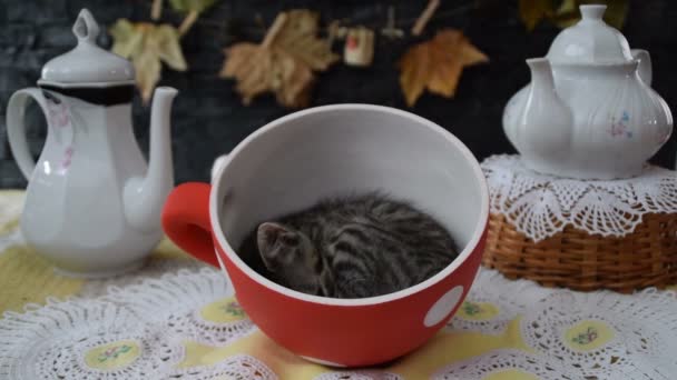 Fiesta de té con un gatito — Vídeo de stock