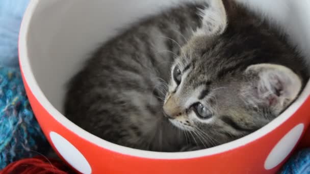 Кошеня лежить в чашці — стокове відео