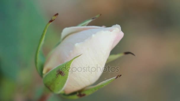 Бутон белой розы на ветру — стоковое видео