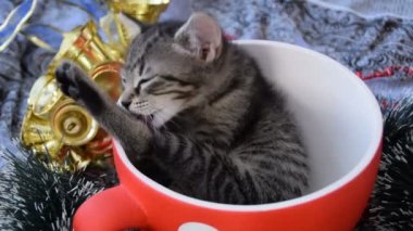 Kitty kendisi Kupası'nda yalıyor