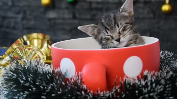 Сонный котенок тонет в чашке в окружении оспаривания украшения — стоковое видео