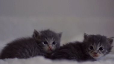 Kameraya bakarak bebek güzel kedi