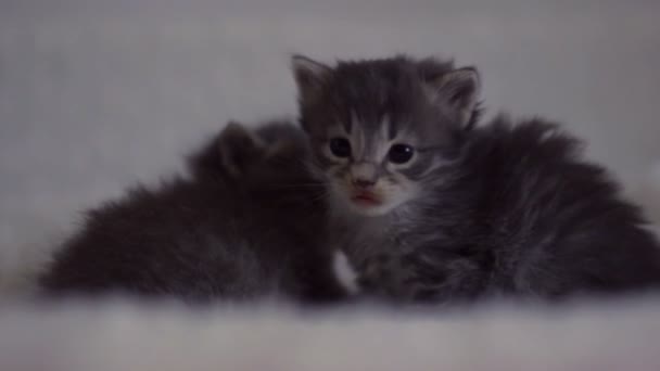 Adorable sleepy kittens on the blanket — Stock Video