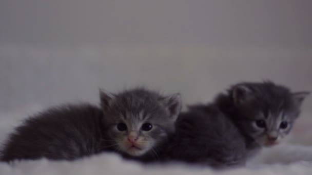 Un chaton regarde la caméra, tandis que l'autre tombe sur une couverture 