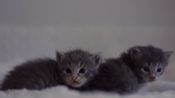 One kitten looking at the camera, while the other falls on a blanket — Stock Video