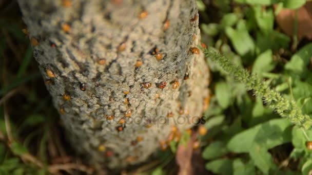 Uğur böceği işgali ağaç üzerinde — Stok video