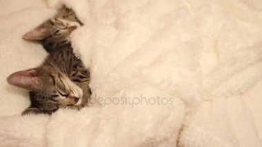 Yavru kedi uykuda beyaz bir battaniye içinde sıkışmış