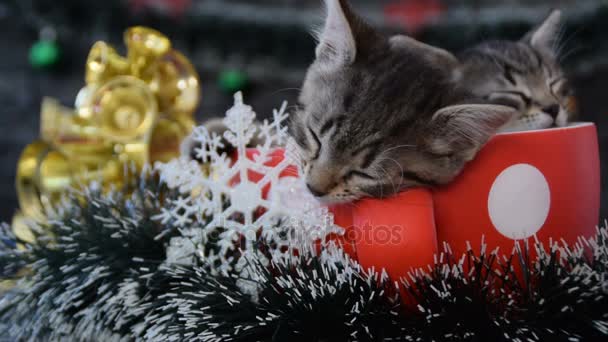 Gatinhos dormindo em uma decoração de férias — Vídeo de Stock