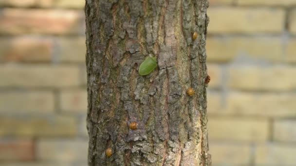 Ladybugs и вонь жук на дереве, и стенка брик на заднем плане — стоковое видео
