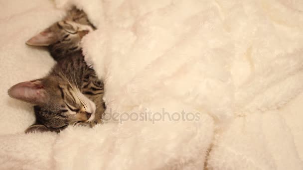 塞在一条白色的毯子里的小猫睡着了 — 图库视频影像