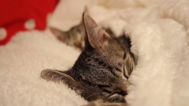 bir rüyadan uyanma şirin yavru kedi