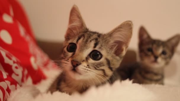 Gatinhos deitado e assistindo movimento — Vídeo de Stock