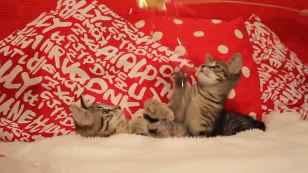 Γλυκό, αστείο και παιχνιδιάρικο γάτες — Αρχείο Βίντεο
