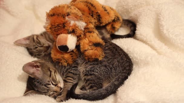 Gatitos dormir con un favorito suave juguete — Vídeos de Stock
