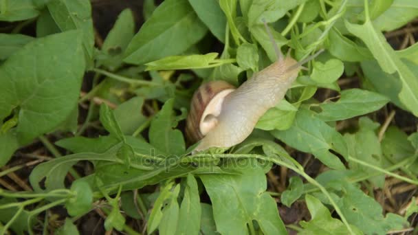 Schnecke kriecht auf dem Gras — Stockvideo