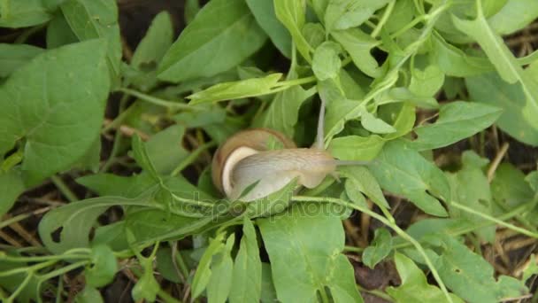 Caracol arrastrándose sobre la hierba, imágenes aceleradas — Vídeo de stock