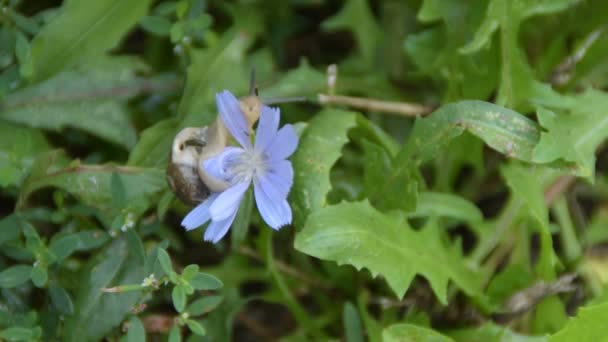 Snail is counting the petals of a purple flower — Stock Video