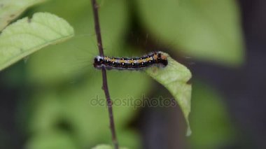 Caterpillar üzerindeki yaprak