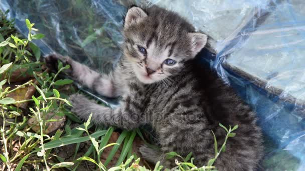 Gatinho abandonado fora da caixa — Vídeo de Stock