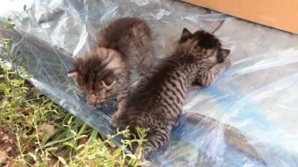Gatitos abandonados fuera de la caja — Vídeo de stock