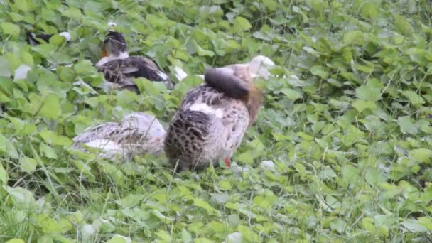 Ördek kendisi temizliyor — Stok video